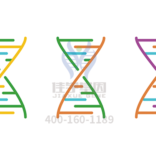 【眼科遗传病】<font color='red'>BEST</font>病基因解码、<a href=http://www.024seo.com/tk/jiema/cexujishu/2021/31933.html>基因检测</a>