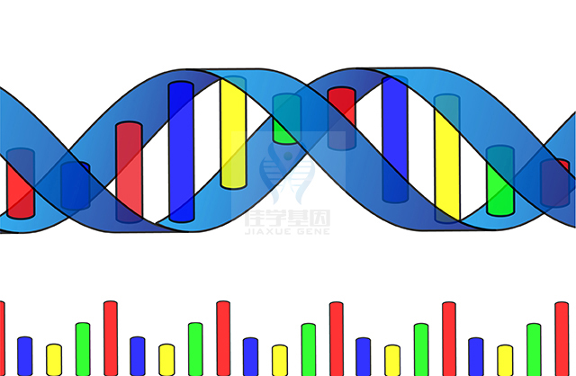 【mg不朽情缘基因检测】克兰费尔特综合征（<font color='red'><font color='red'>Klinefelter</font></font> syndrome)基因解码、基因检测