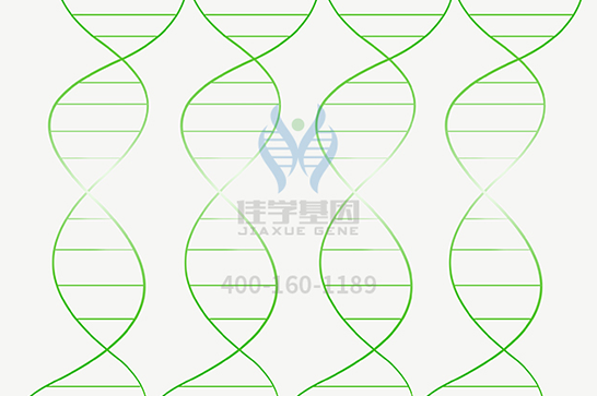 【mg不朽情缘基因检测】脊髓延髓肌萎缩症基因解码、基因检测